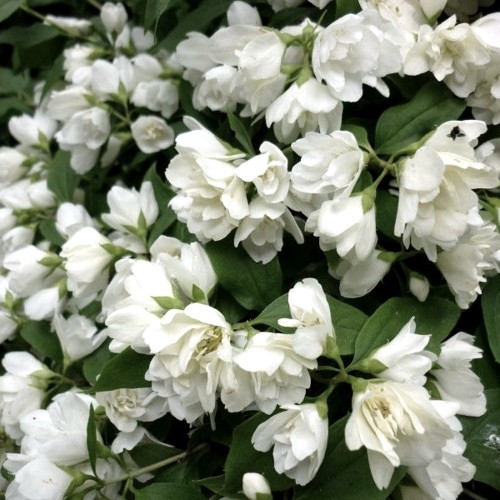 Philadelphus 'Dame Blanche' - Ebajasmiin 'Dame Blanche' TR18
